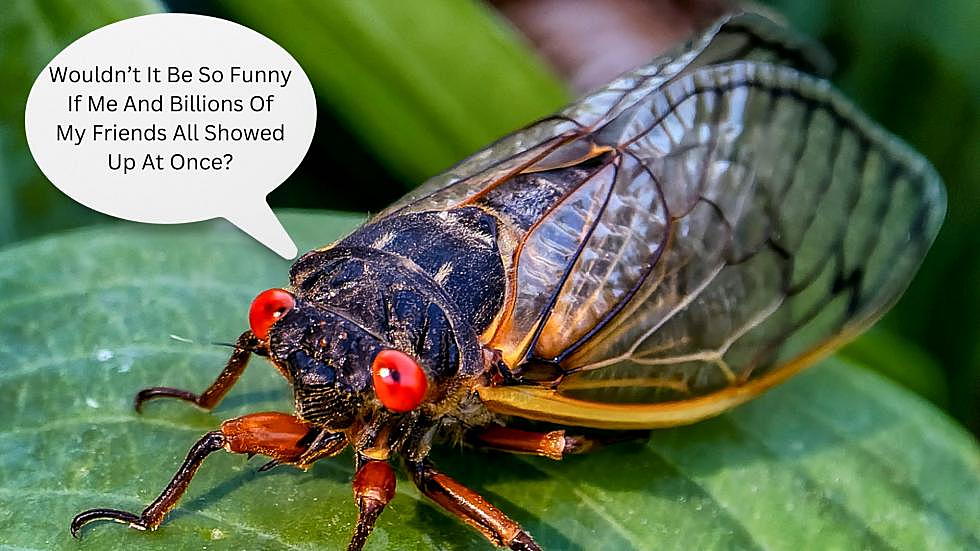 North Dakota's Cicadas Part Of A Cicadapocalypse Set To Hit Natio