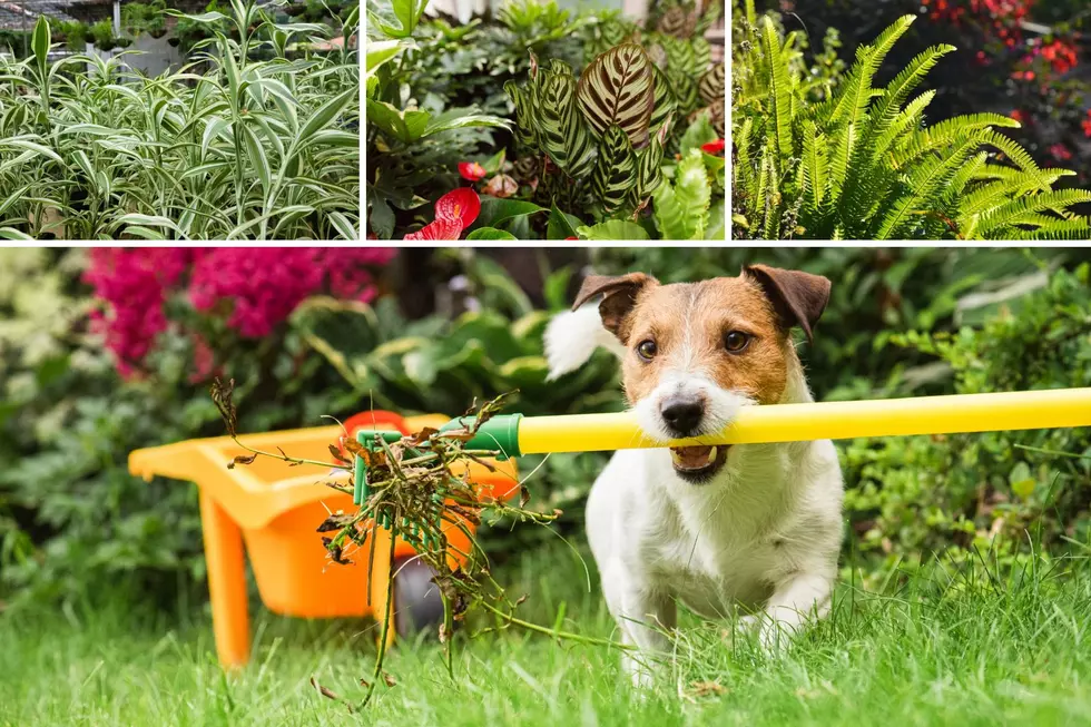 Revamp Your Garden With Pet-Friendly Plants In MonDak Area