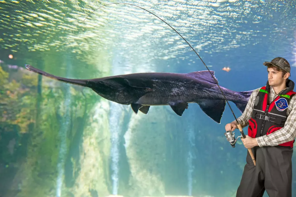 Unveiling The Guidelines For Paddlefish Snagging In North Dakota 2024