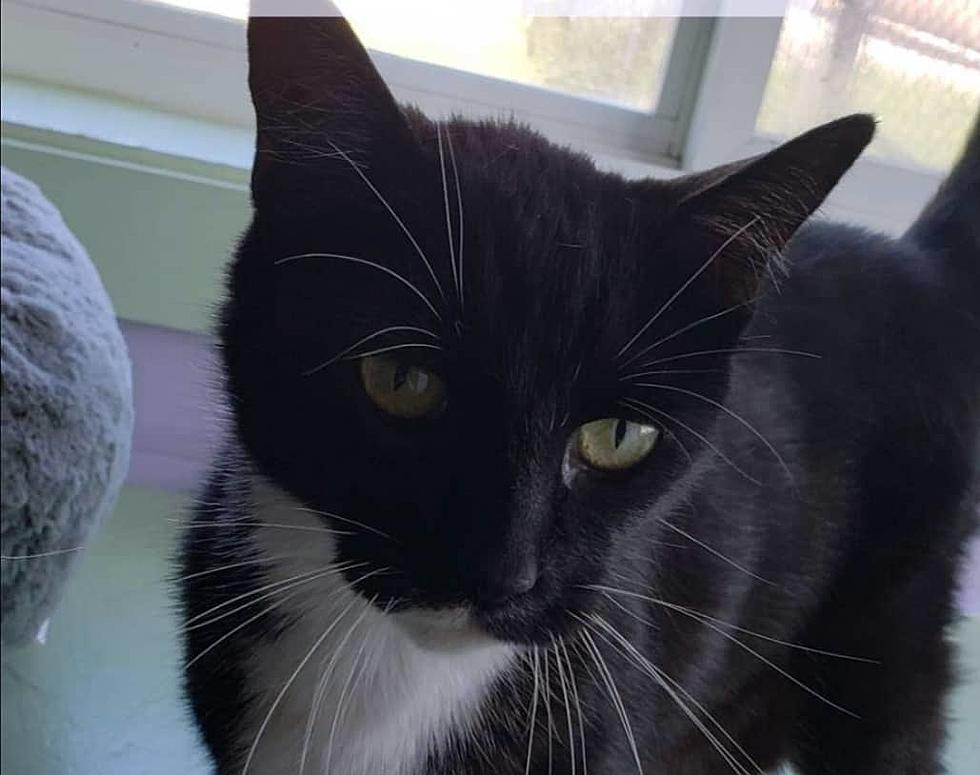 Whisker Wednesday – Find a Feline Friend at ARRR Rescue in Williston ND