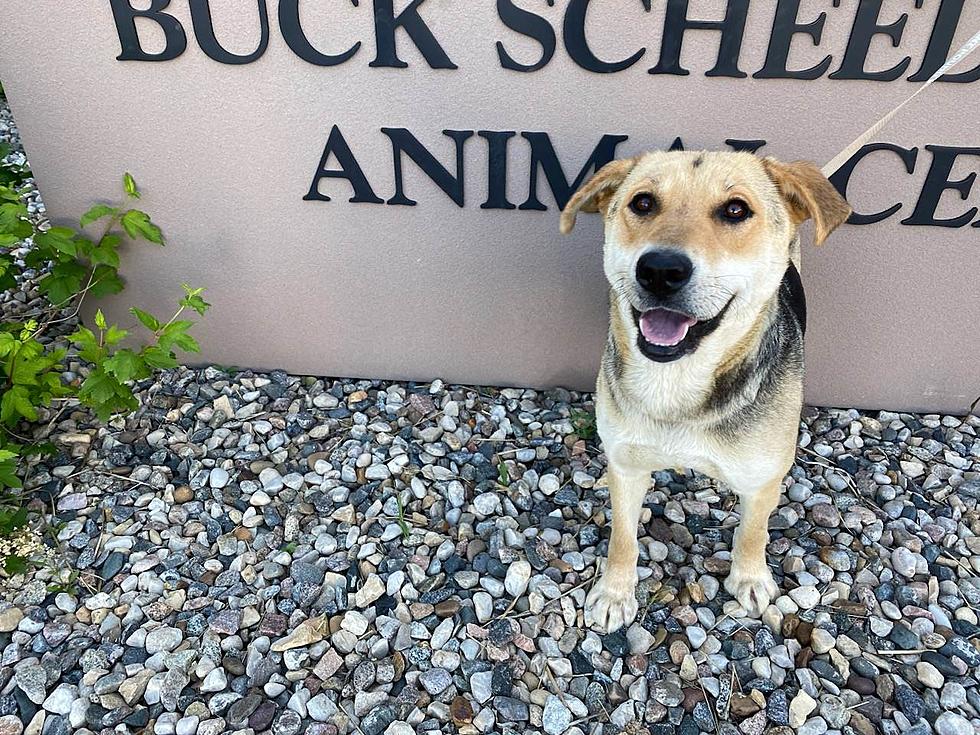 Whisker Wednesday – Meet Lyla – Mondak Animal Rescue’s Pet of the Week