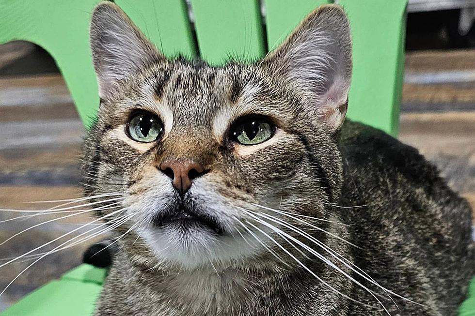Meet Zeus: The Gentlemanly Tabby in Search of a Loving Home