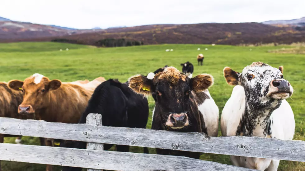 Cow Calf Operators Must Look Past Single Trait Mentality