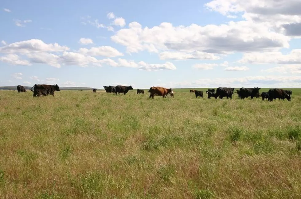 Emergency Haying, Grazing Permitted In Several Central Washington Counties