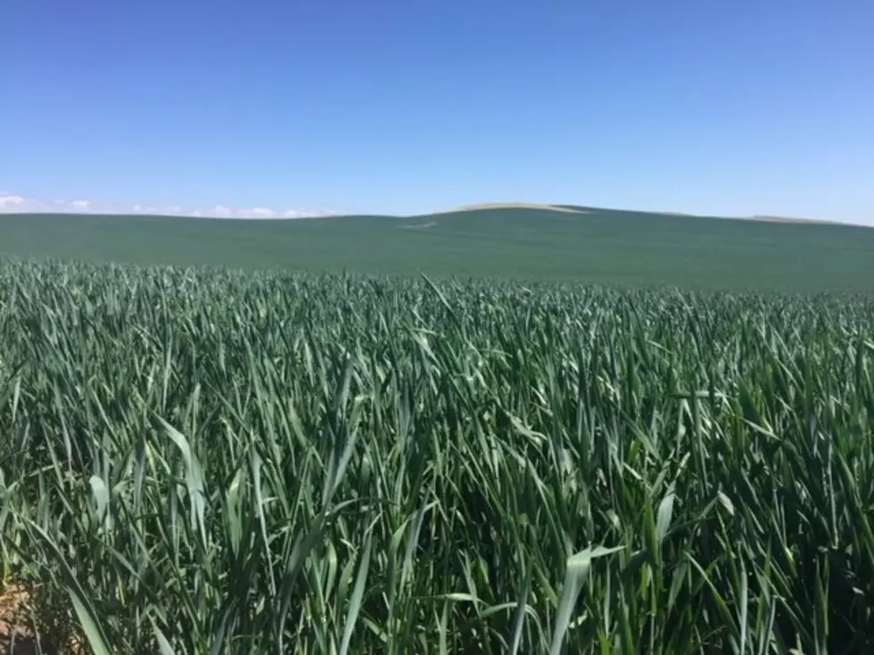 Rainfall Not Only Factor That Determines Wheat Yields In the Northwest