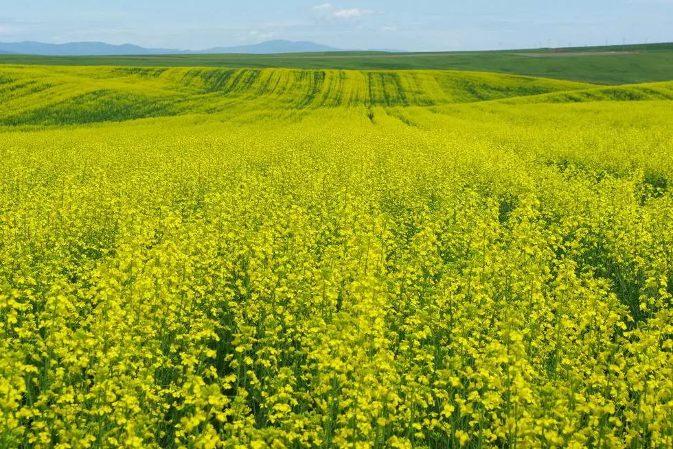 Pathway Now Open for Canola as Advanced Biofuels