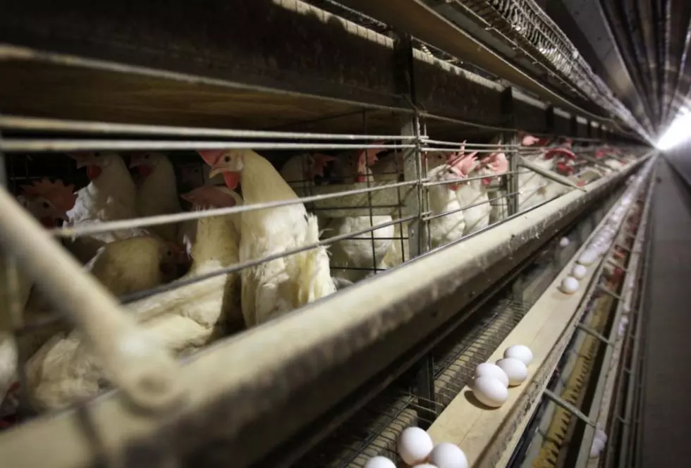 Utah Egg Producers to be Cage-Free by 2025