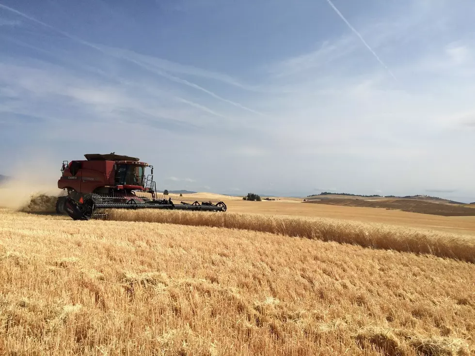 Idaho Barley Crop Down 21% From Last Year