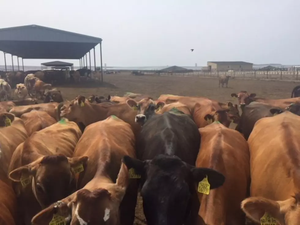 Petition Asks EPA to Regulate Large Livestock Farms