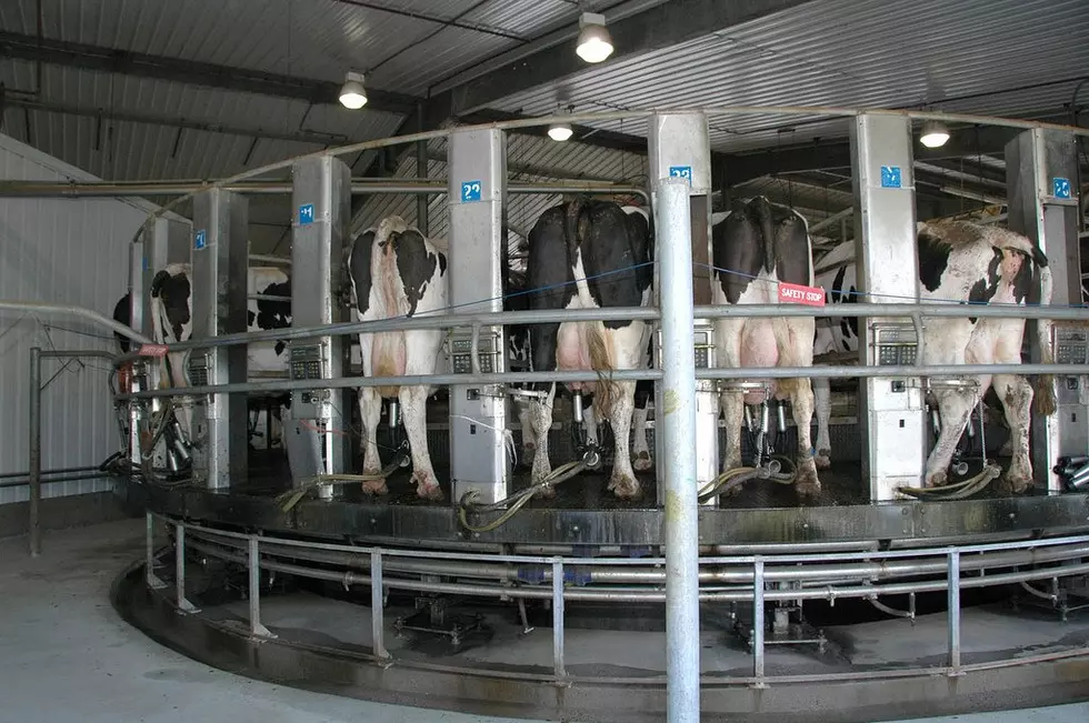 USDA Number Of Dairy Cows Milk Production Up