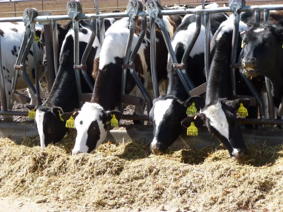 USDA Raises Milk Production Price Forecasts
