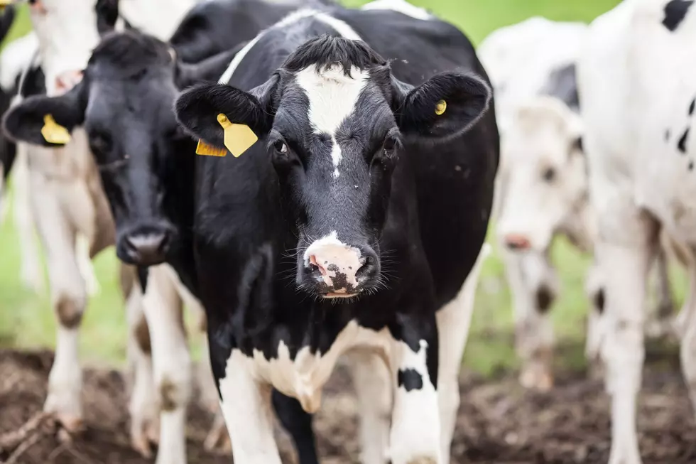Registered Holsteins Drive Opportunity Value