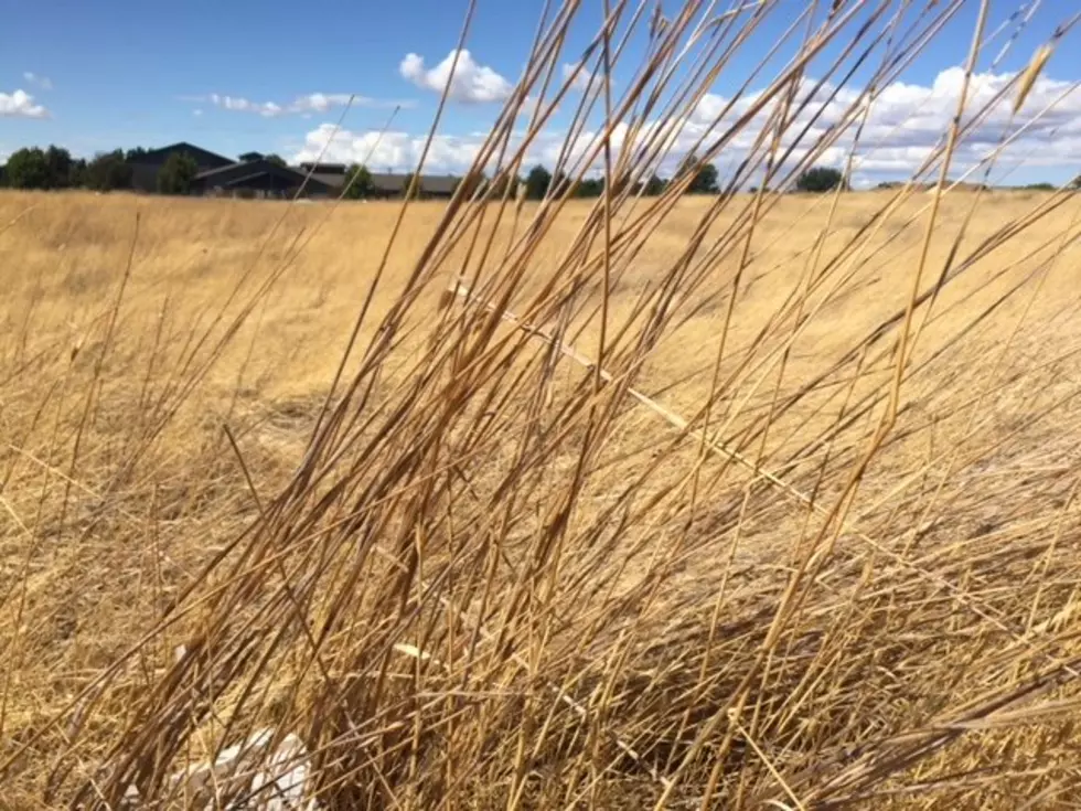 Pastures, Range Lands Continue To Dry Out