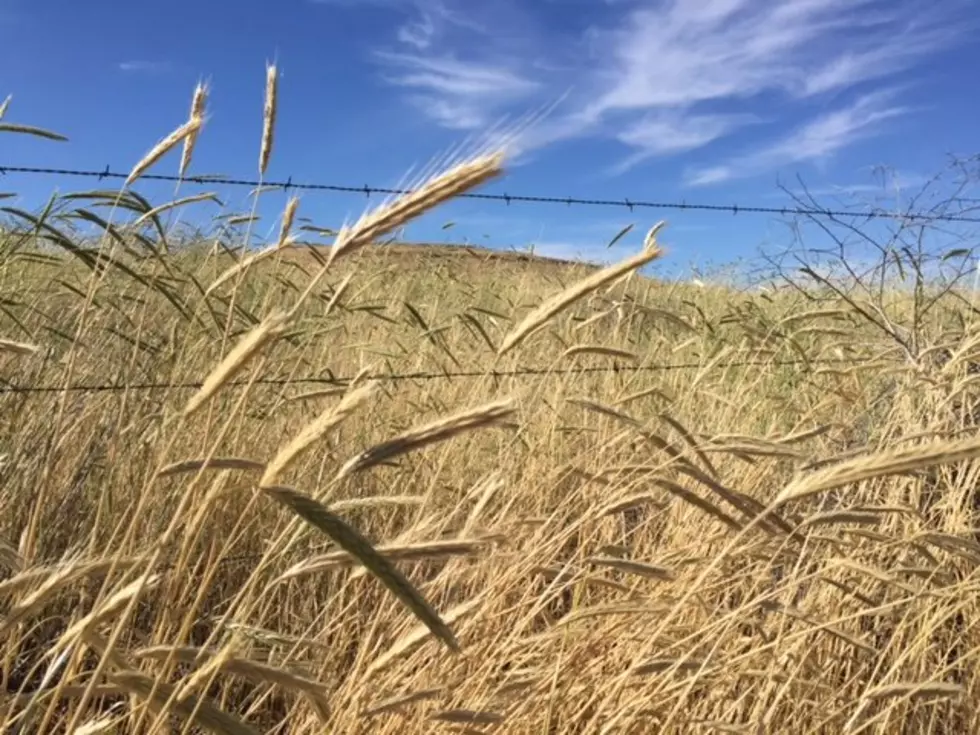 USDA: Rye and Winter Wheat Most Common Cover Crops
