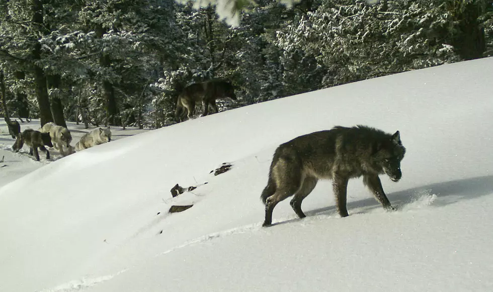 Oregon Gets Funds To Help Ranchers Deal With Wolves