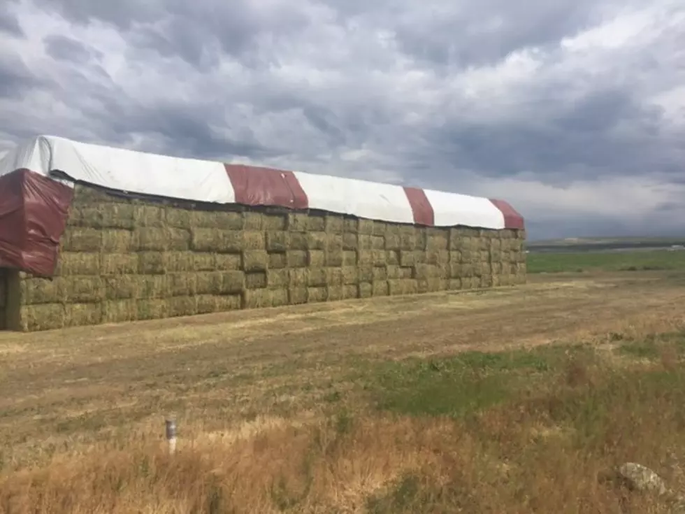 Cold Wet Spring Having An Impact On Washington Hay Growers
