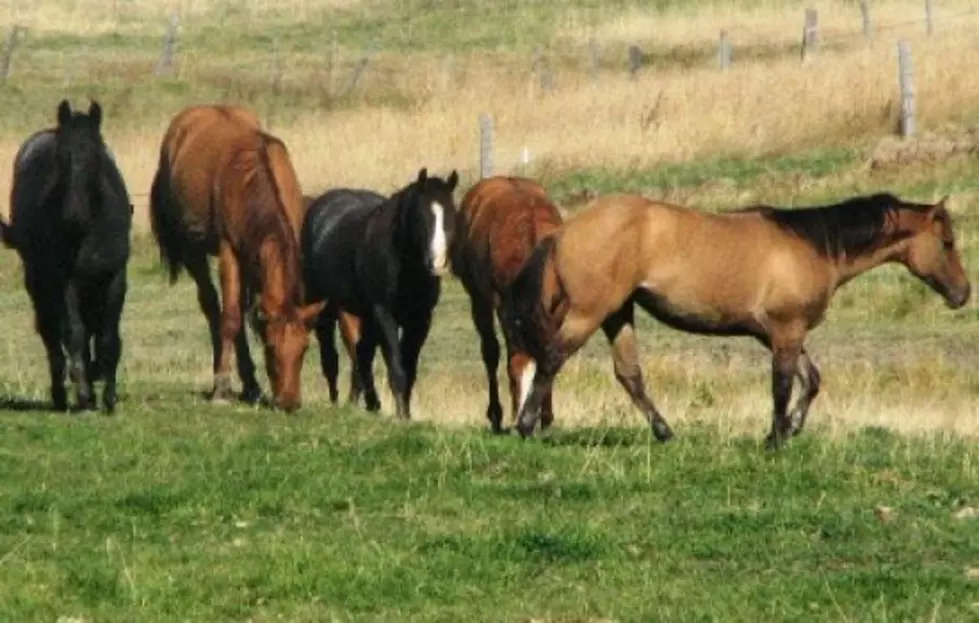 Washington Horses Infected with West Nile Virus