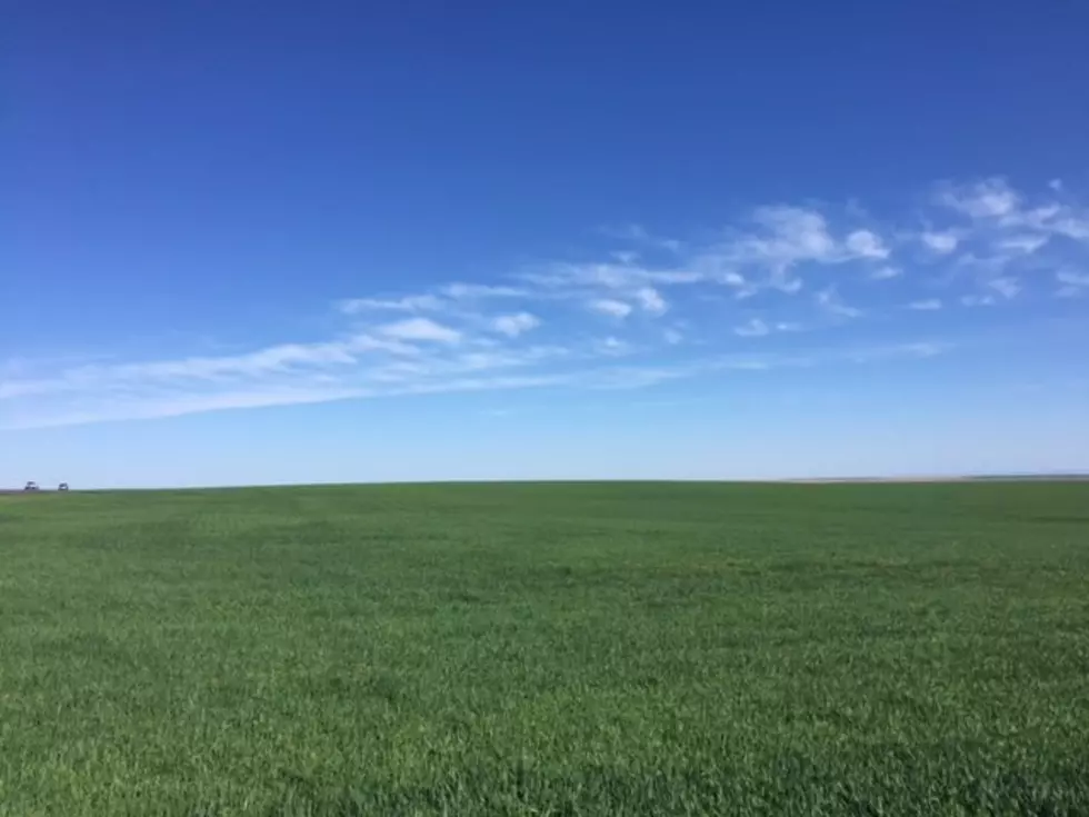 Rippey Looks At Winter &#038; Spring Wheat Numbers