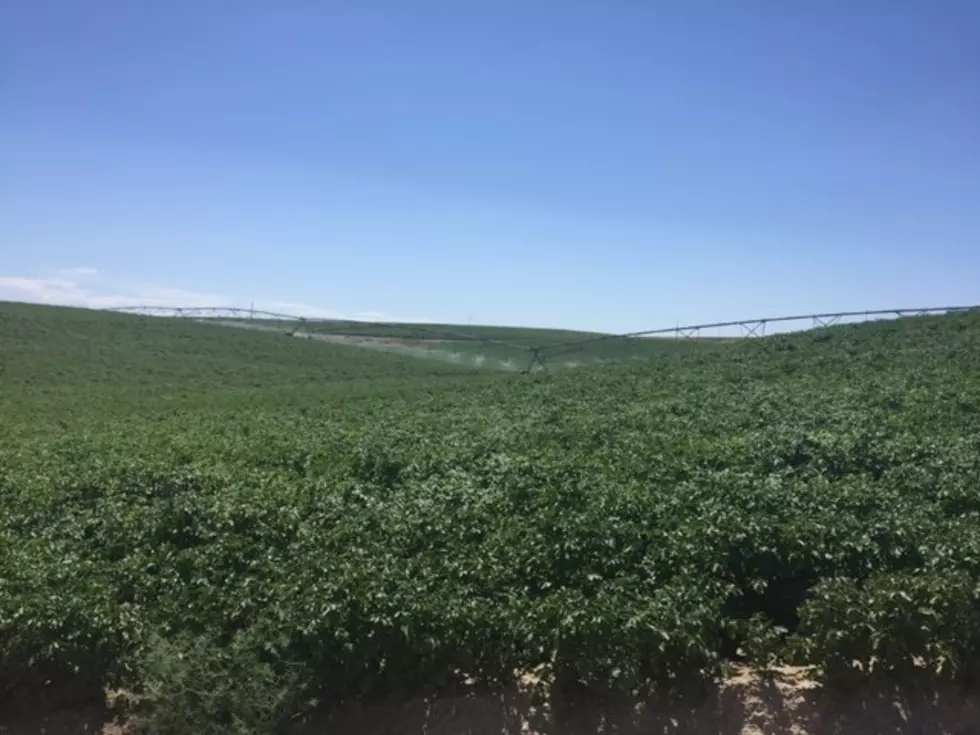 Higham Idaho Potato Acres Down This Year