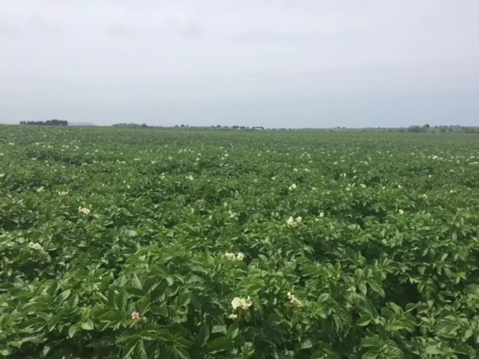Voigt Challenging Conditions Remain For Local Potato Growers