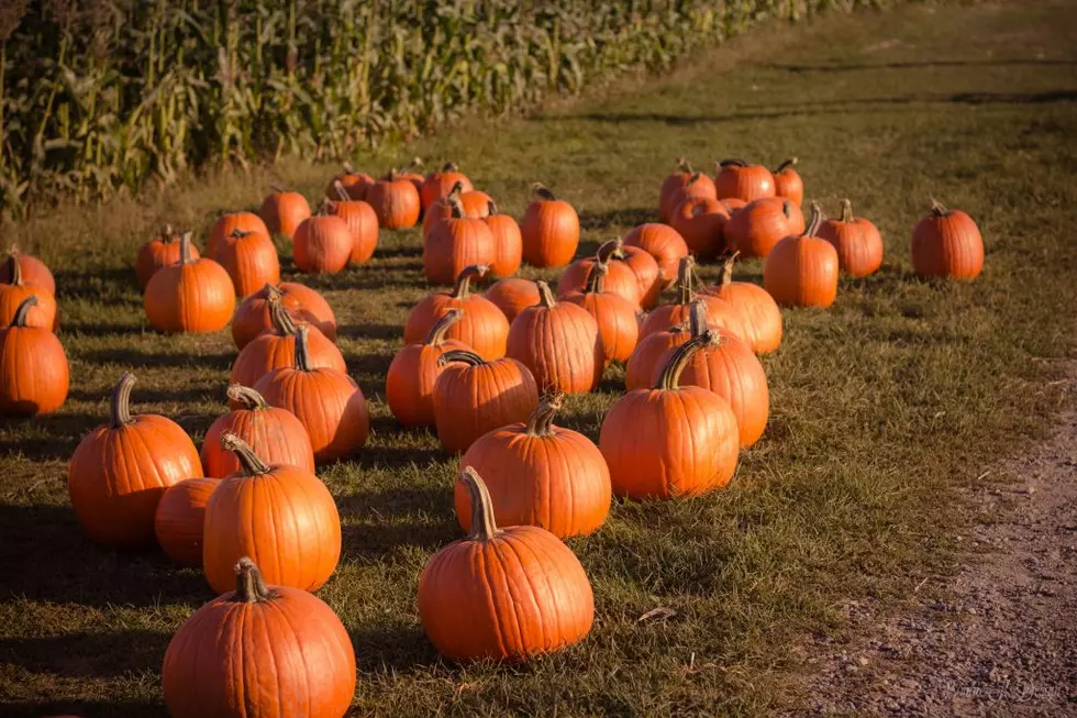 Illinois Remains Top Pumpkin Producing State