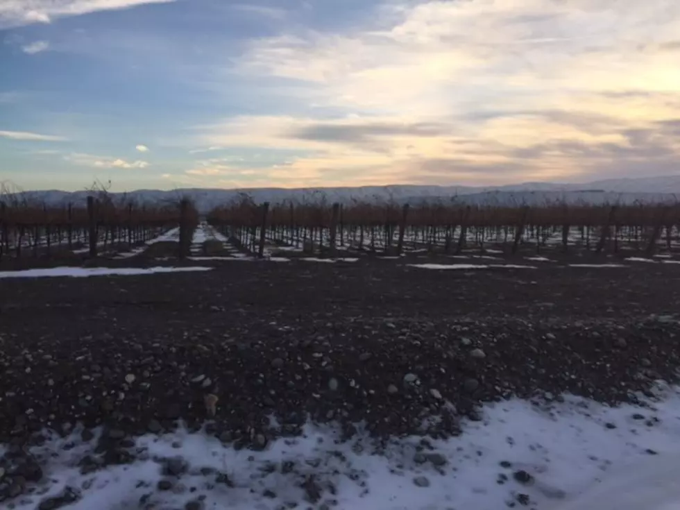 Wine Minute: Extreme Cold And Vineyards