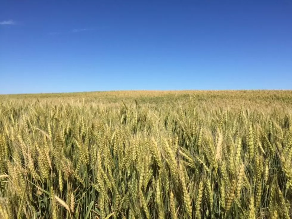 While The Northwest Is Dry, Winter Wheat Conditions Look Good Nationally