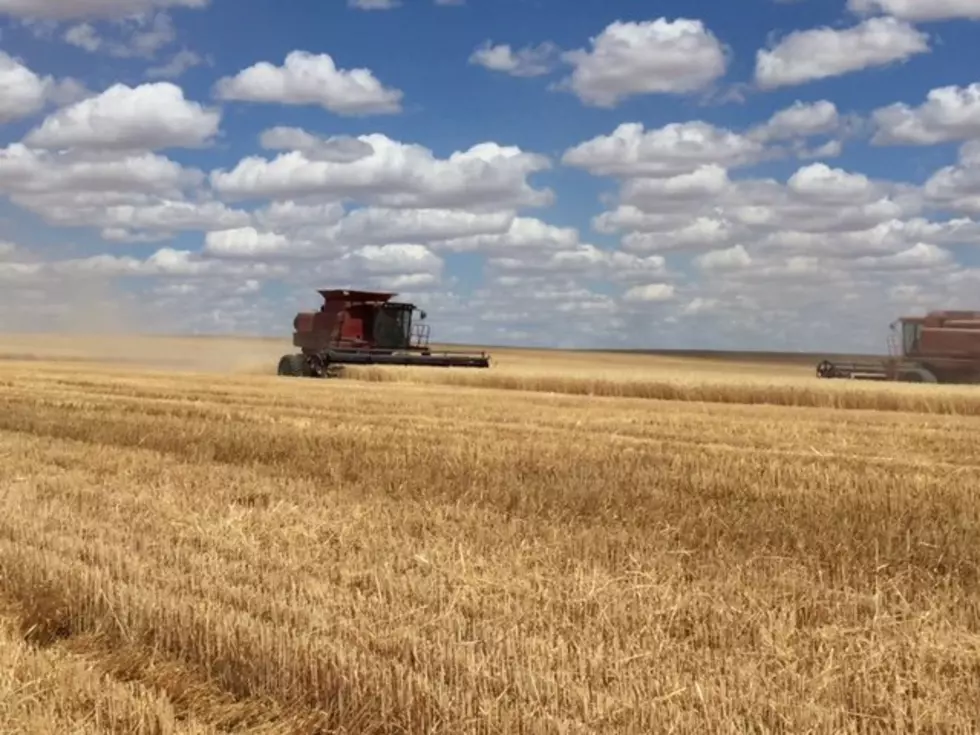 Idaho Wheat Commission Launches Webinar Series