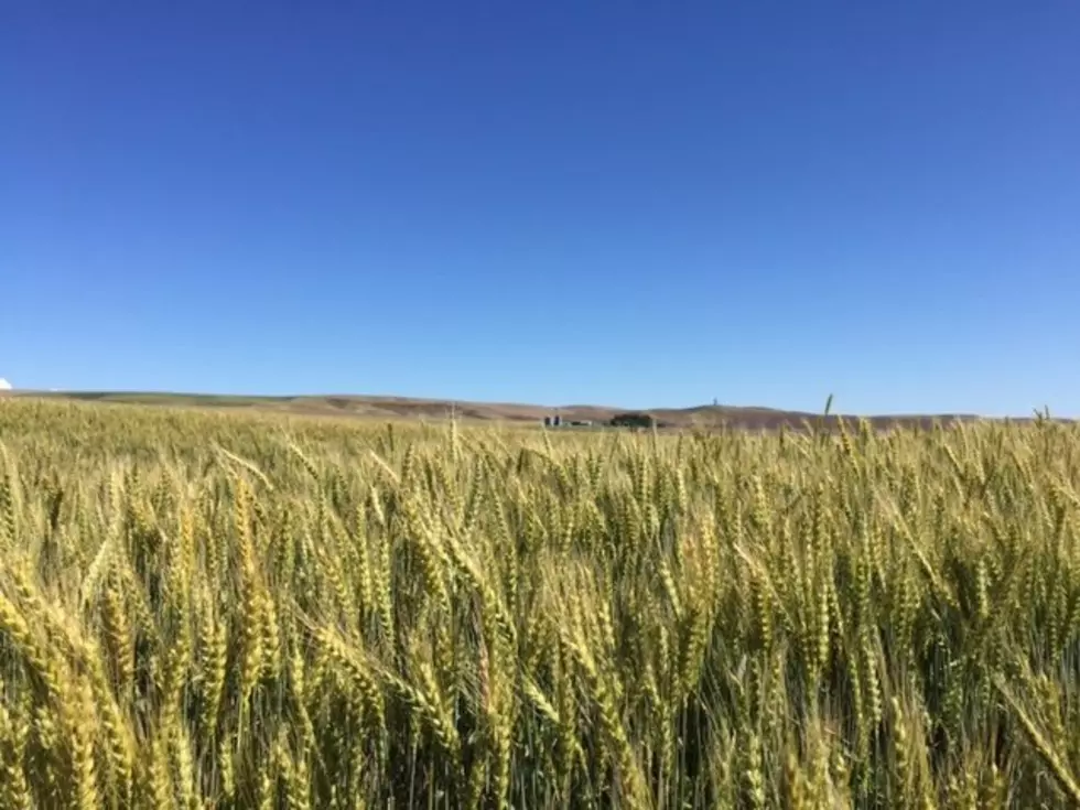 USDA: Good News & Bad News For Winter Wheat