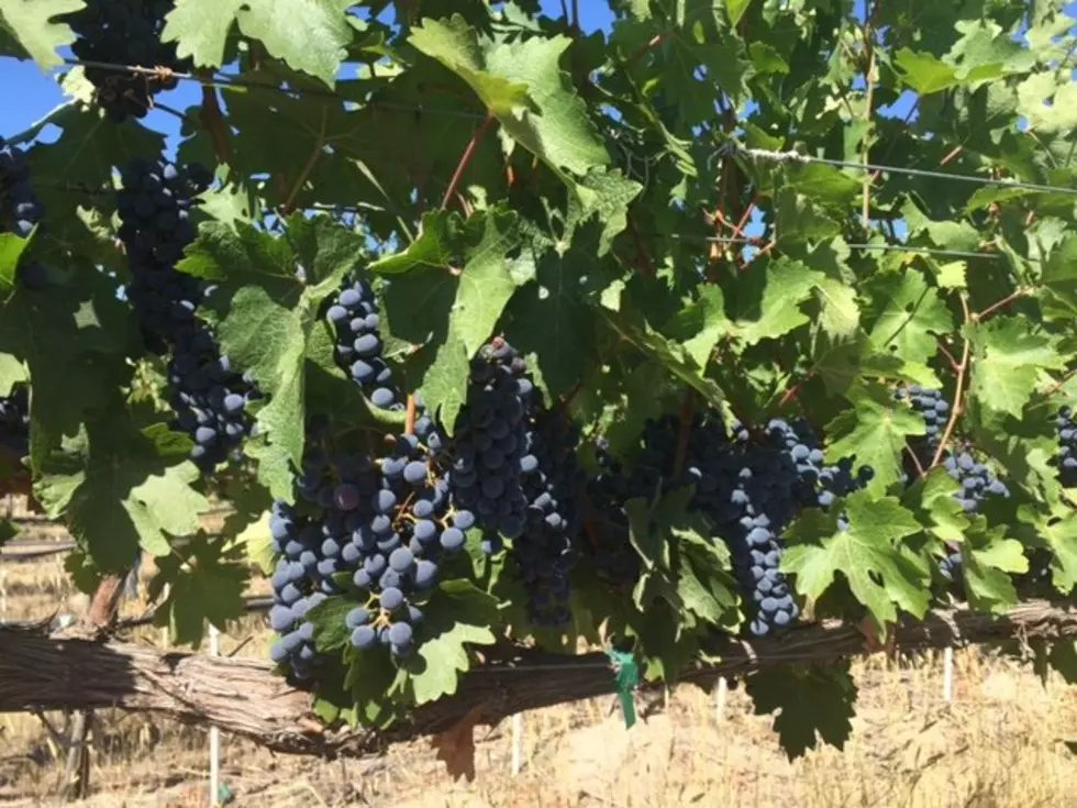 Perry: Wine Grapes Look Solid, Cherries Had A Rougher Year