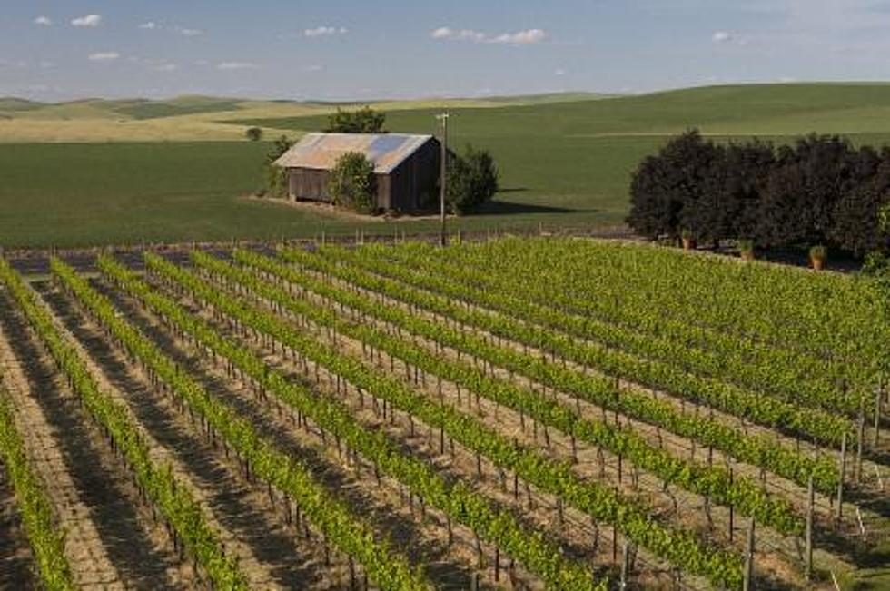 Smart Vineyard Field Day Highlights Irrigation