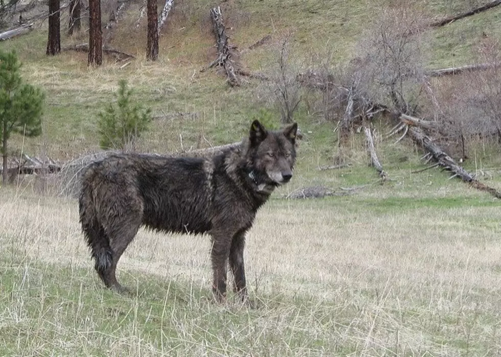 ODFW Called To Wolf Depredation In Swamp Creek Area