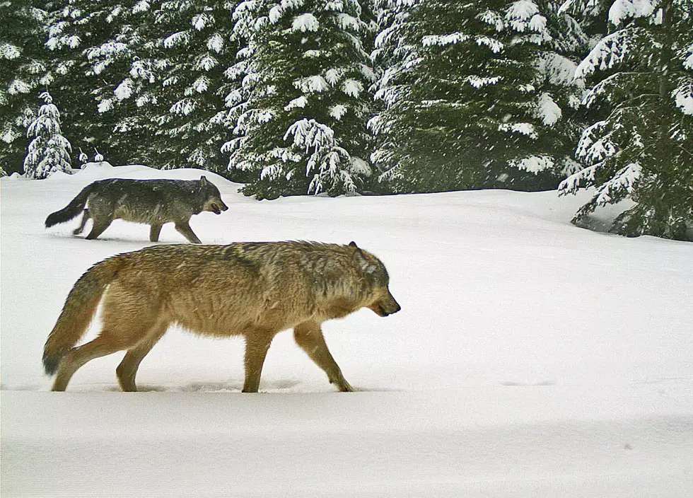 Wolf From Horseshoe Pack Killed Friday