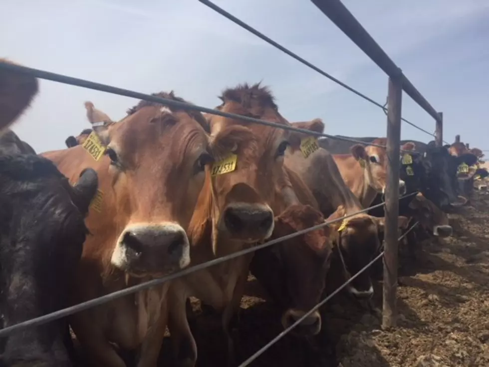 Cattle Producers Reminded To Watch for Metritis