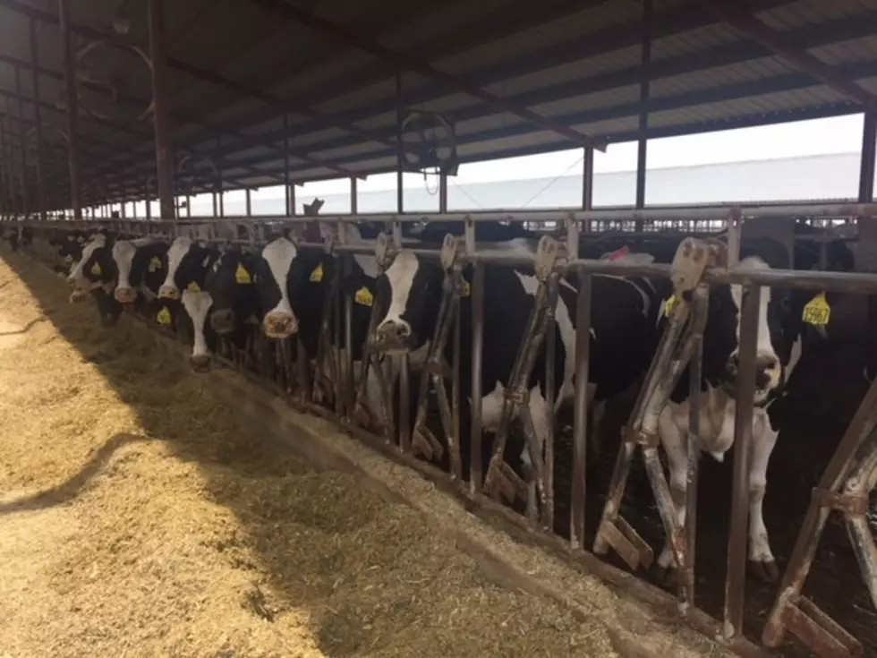 Holstein Association Celebrates 100 years of Junior Members