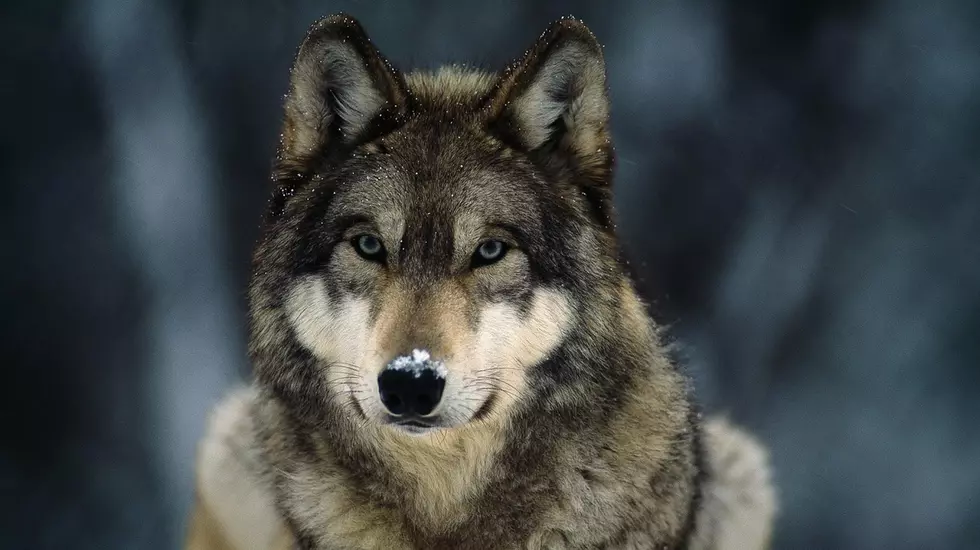 Washington’s Wolf Population Continues To Increase