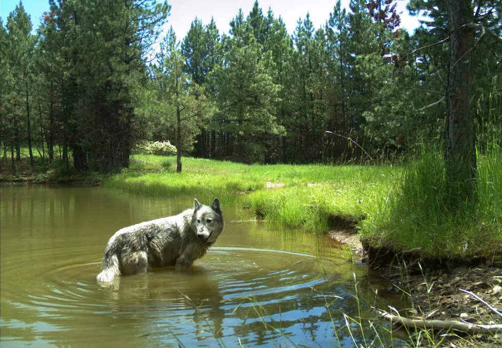 Wolf Depredation Confirmed In NE Oregon