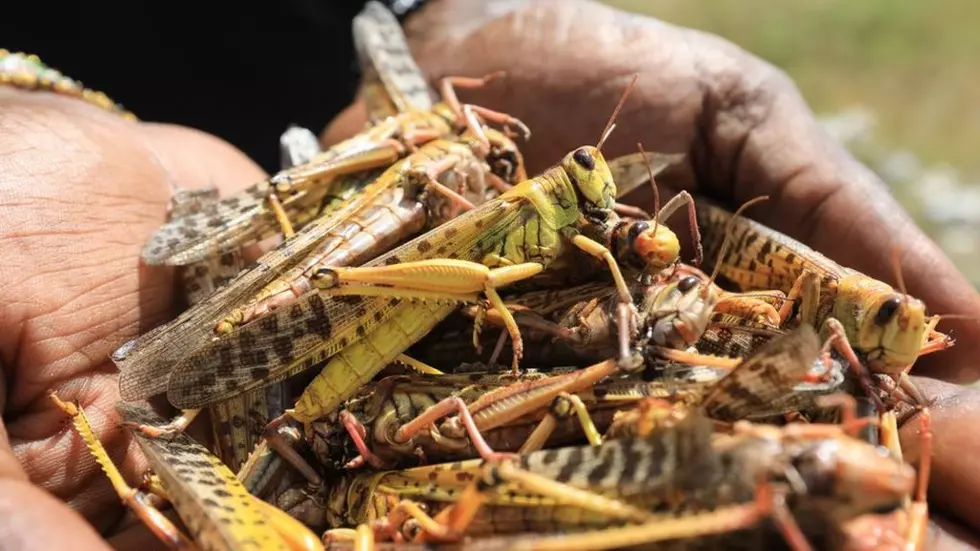 Locust Hammering African Agriculture
