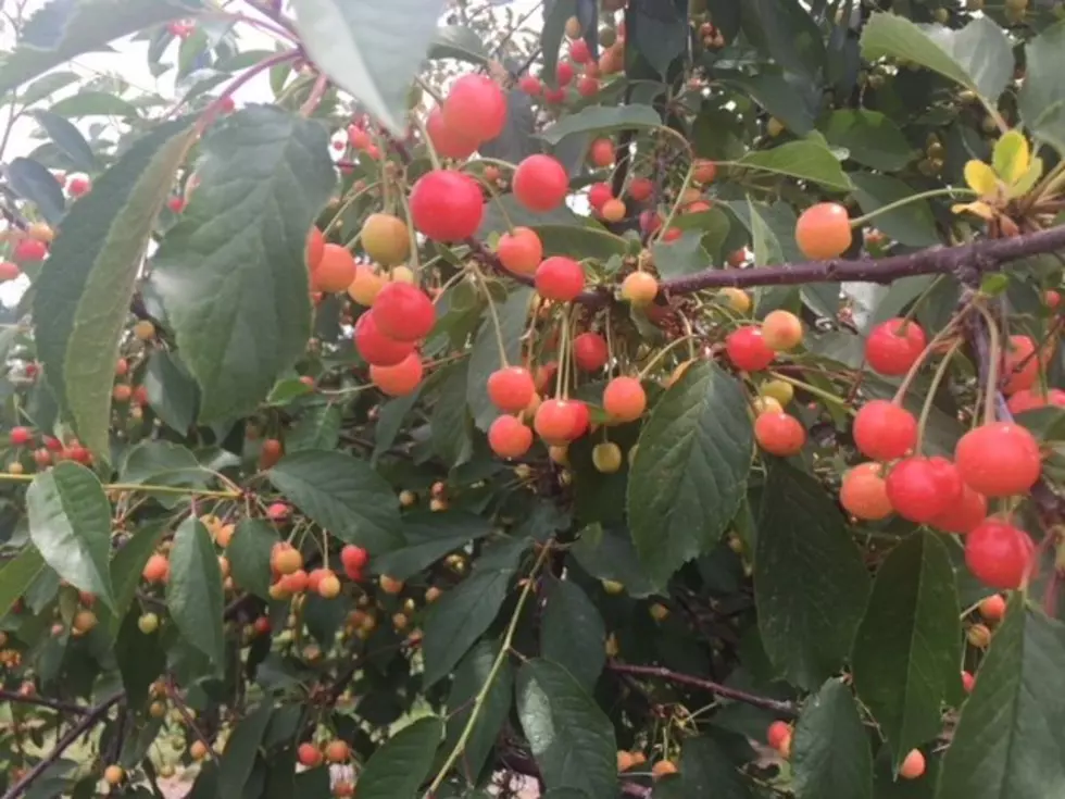 Northwest Cherry Harvest Starts To Pick Up Steam
