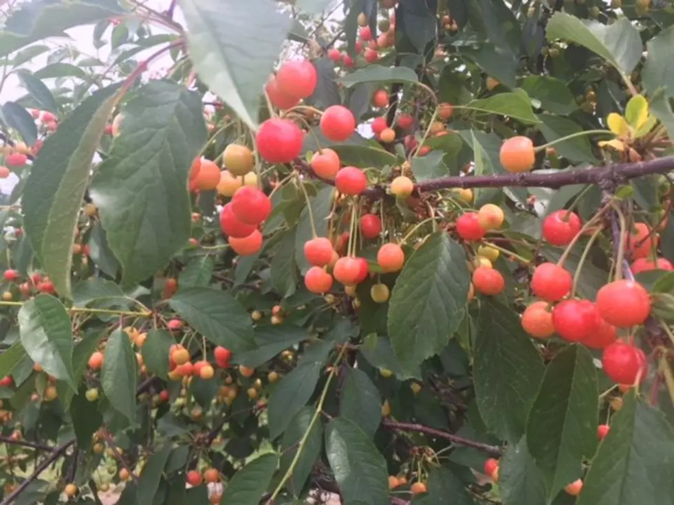 Honig: Cherry Crop Has Not Been Greatly Impacted By Heat