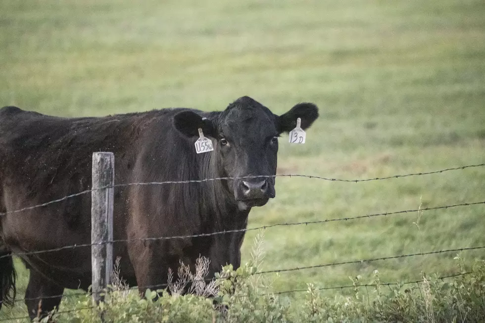 Authorities Investigating Cow mutilation Near Fossil, OR