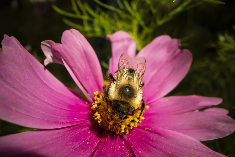 UC Davis Researchers Look At Impact Pesticides Loss Of Flowers Has On Bees