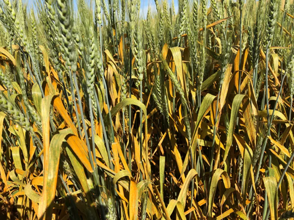 WSU: Stripe Rust Expected To Be Lighter in 2021