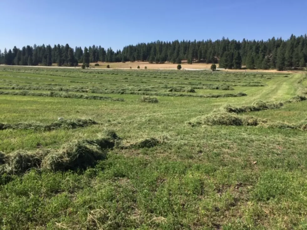 Honig: Drought Eating Away At Hay Production
