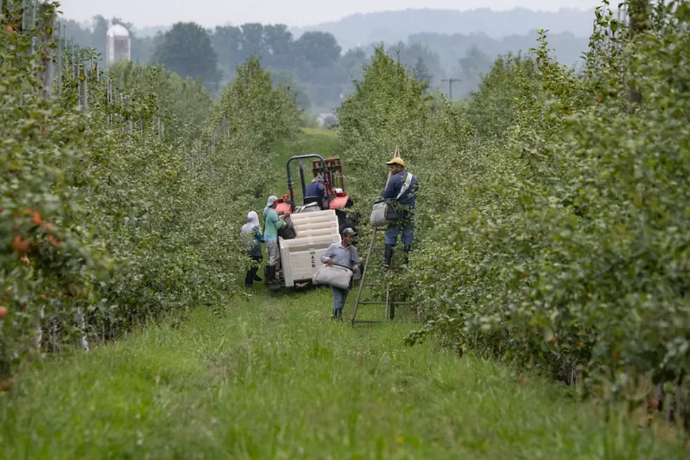 Farm Labor Important to Apple Producers