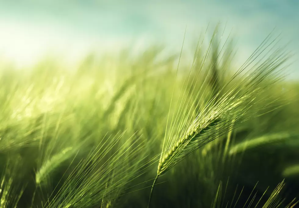 2020 A Good Year For Idaho Barley