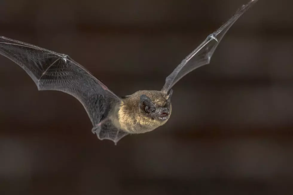 Bat Killing Disease Reported In Washington