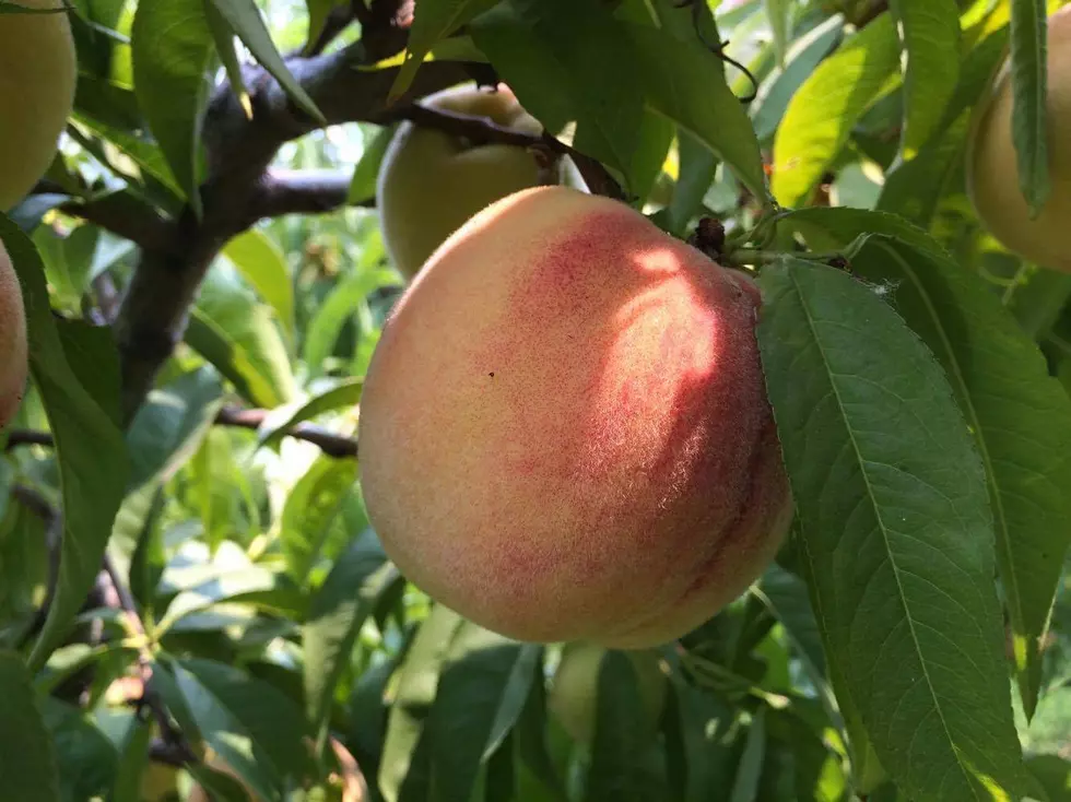 NASS: Many NW Fruit Growers Expecting Larger Crops