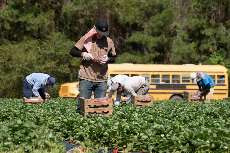 Kind: Lawmakers Need To Address Ag Labor