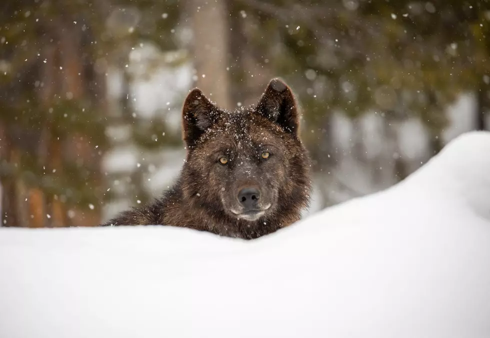 WPC: Delisting Of Gray Wolf A “Success Story for ESA”